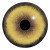Round pupil / Mammals (17)