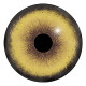 Round pupil / Mammals