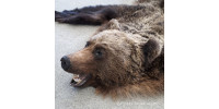 Bear jaw set 1.6 m (by A.Detzel)