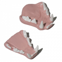 Lynx jaw set, Small, Painted