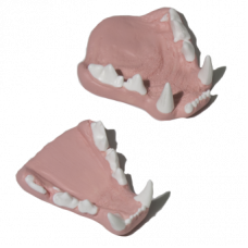 Lynx jaw set, Small, Painted