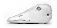 Greylag goose head