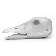 Greater white-fronted goose head (open beak)