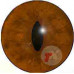 Red fox eyes TK-2 (reflective)