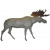 Moose / elk (1)