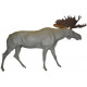 Moose / elk