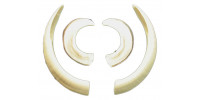 Wild boar tusks (for medallion)
