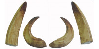 Wild boar tusks (large)