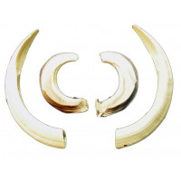 Wild boar tusks (extra large)