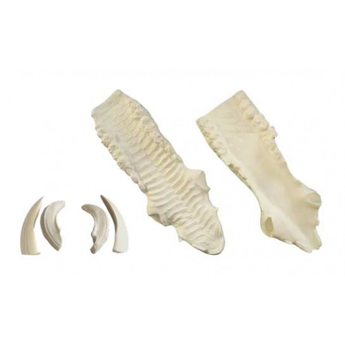 Wild boar jaw set (large) – TKBALTIC